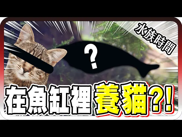 超可愛!竟然在魚缸裡養貓?|水族時間【黑羽】